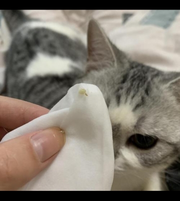 两个月猫咪眼屎怎么办