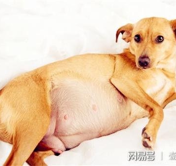 狗狗子宫口在什么位置