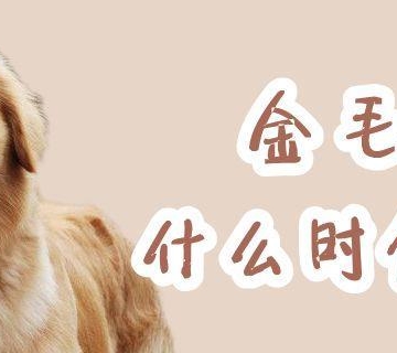 金毛狗得癫痫什么引起的