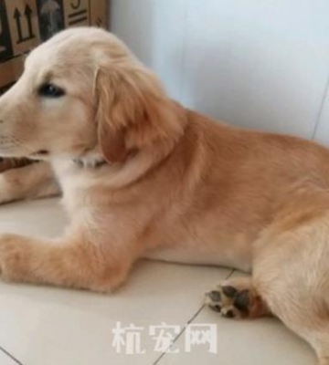 金毛三个月喂些什么药