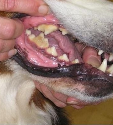 狗狗牙齿活动怎么办