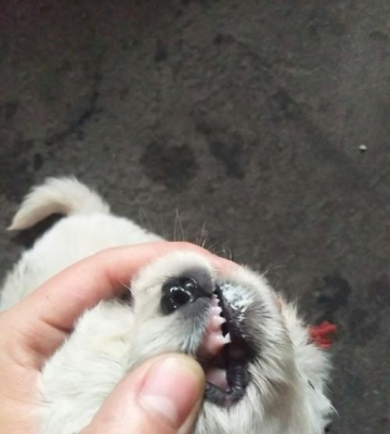 捡到狗狗的牙代表什么意思