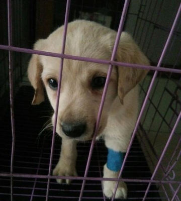 小狗得了犬细小病怎么办