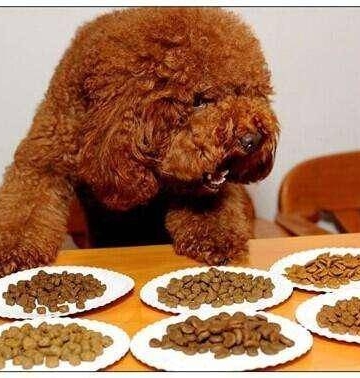 八岁泰迪吃什么狗粮好