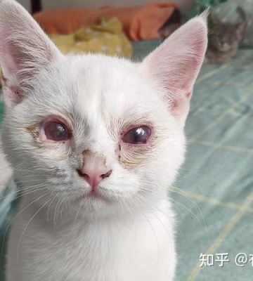 猫咪病毒感染怎么办