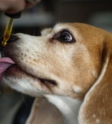 狗狗吃什么植物油好