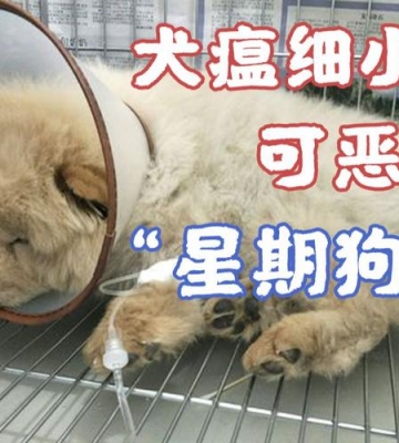 狗狗得了细小可以吃什么