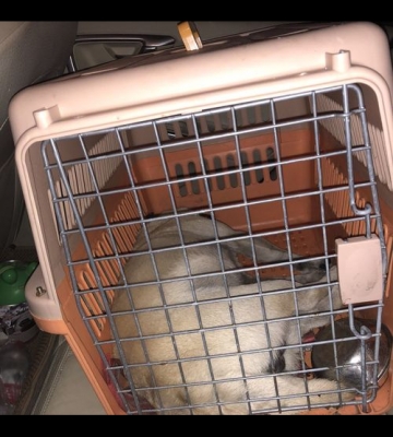 大巴车托运小狗要注意什么