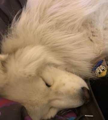 两个月的萨摩耶除了狗粮还能吃什么