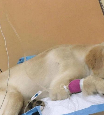 狗狗胰腺肿瘤怎么治
