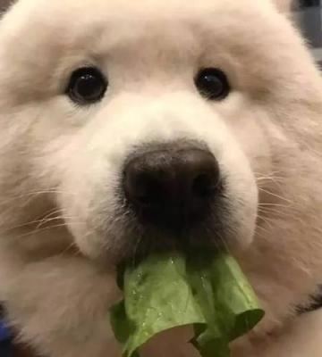 猪肉怎么喂给萨摩吃