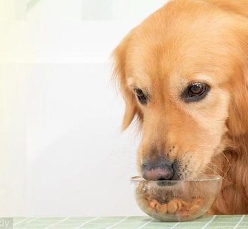 金毛不吃食还呕吐怎么办