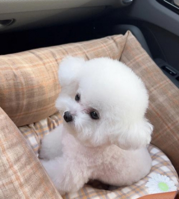 小比熊在家很皮怎么办