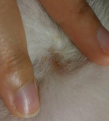 幼犬身上起黄泡怎么办