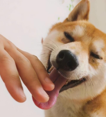 狗狗的舔舐代表什么