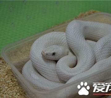 宠物蛇怎么样算健康