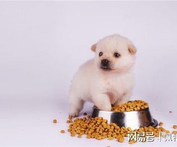 三个月小狗能吃点什么