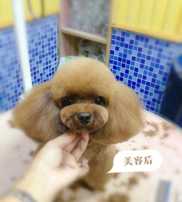 狗狗美容造型怎么修剪