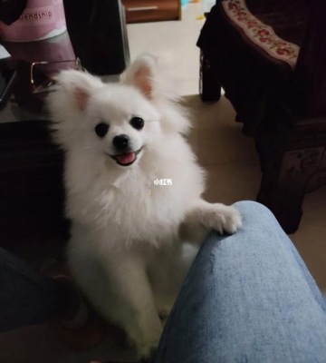 一个多月博美怎么喂狗粮