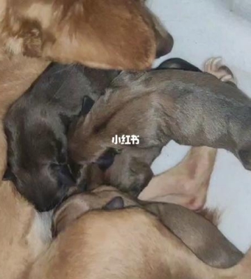生完宝宝狗狗怎么办
