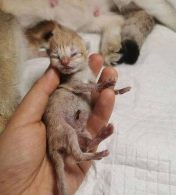 猫咪生的多了怎么办