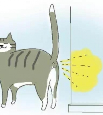 猫咪吃什么食物发情快
