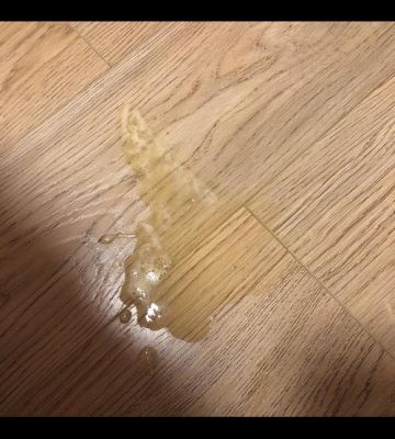 猫咪吐了怎么办黄水