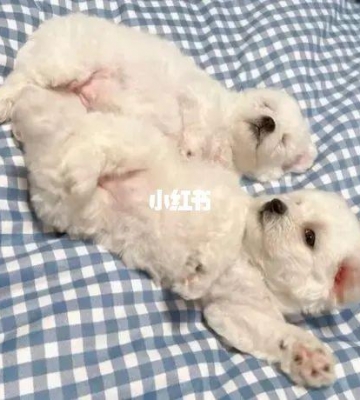 怎么教比熊认它的窝