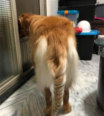 金毛老闻女的屁股怎么回事