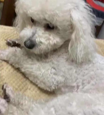 怎么清理比熊的耳朵