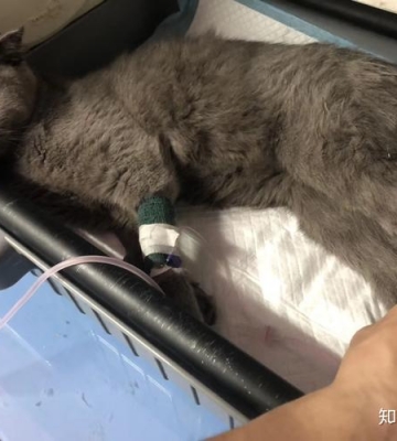 猫咪为什么会心肌肥厚