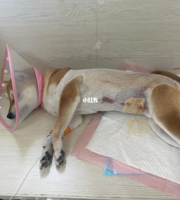 什么季节适合给狗狗做绝育