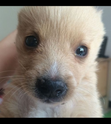 幼犬犬瘟热初期怎么办