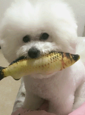 狗狗可以吃什么鱼最好