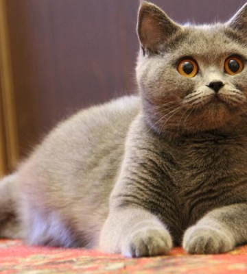 猫宠物的名字叫什么名字好