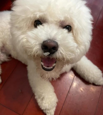 比熊幼犬鼻子不黑怎么办