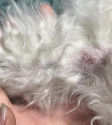 比熊患真菌是什么症状