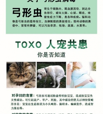 宠物怎么查弓形虫