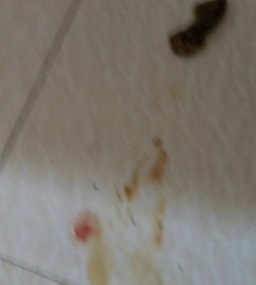 狗狗冻着了拉血不吃东西