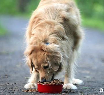 狗狗埋食物是什么原因