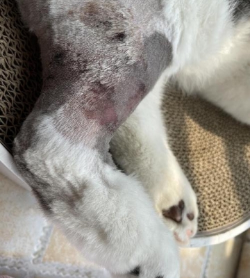 猫咪血栓怎么办