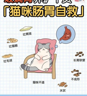 猫咪肠胃怎么通