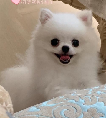 三个月大的博美怎么喂养