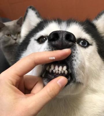 牙齿最小的宠物是什么样的