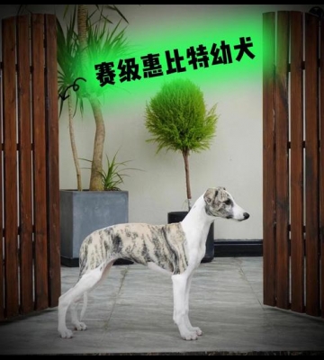 惠比特幼犬怎么养