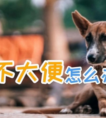 狗狗好久没大便怎么办