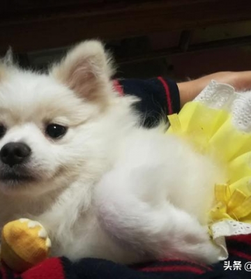 博美洗澡感冒了怎么办