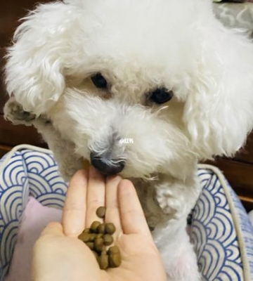 比熊的狗狗狗粮是什么