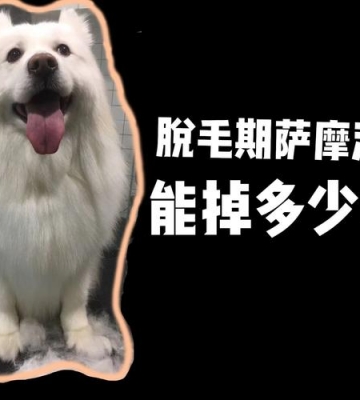 萨摩局部脱毛怎么办