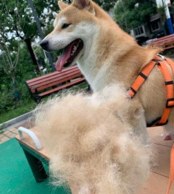 狗狗换毛怎么换